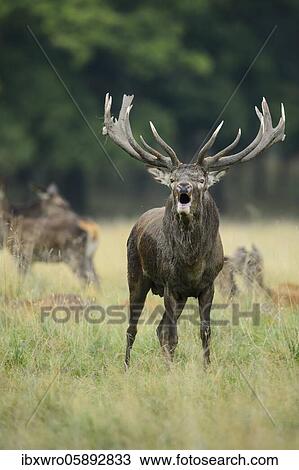 Tube transmitter red deer ( Cervus elaphus) in rut, Klamptenborg, Copenhagen, Denmark, Europe View Large Photo Image Stock Image - Tube transmitter red deer ( Cervus elaphus) in rut, Klamptenborg, Copenhagen, Denmark, Europe. Fotosearch