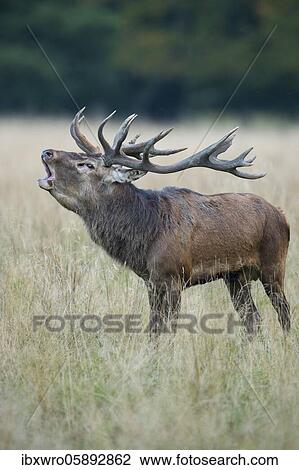 Stock Image - Tube transmitter red deer ( Cervus elaphus) in rut, Klamptenborg, Copenhagen, Denmark, Europe. Fotosearch