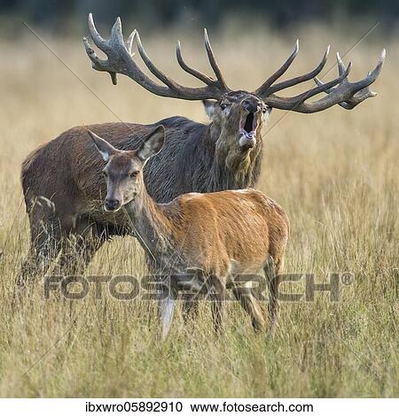 Tube transmitter red deer ( Cervus elaphus) and crustacean in rut, Klamptenborg, Copenhagen, Denmark, Europe View Large Photo Image Stock Image - Tube transmitter red deer ( Cervus elaphus) and crustacean in rut, Klamptenborg, Copenhagen, Denmark, Europe. Fotosearch