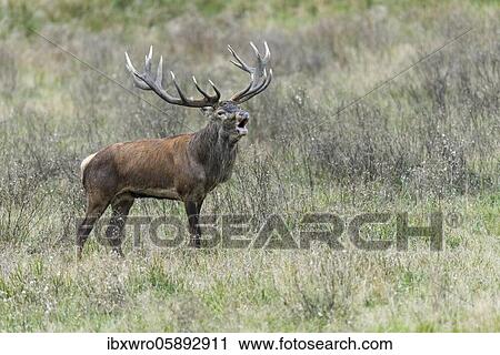 Tube transmitter red deer ( Cervus elaphus) in rut, Klamptenborg, Copenhagen, Denmark, Europe View Large Photo Image Stock Image - Tube transmitter red deer ( Cervus elaphus) in rut, Klamptenborg, Copenhagen, Denmark, Europe. Fotosearch