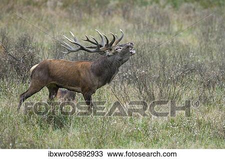 Stock Image - Tube transmitter red deer ( Cervus elaphus) in rut, Klamptenborg, Copenhagen, Denmark, Europe. Fotosearch