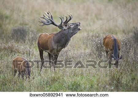 Tube transmitter red deer ( Cervus elaphus) in rut, Klamptenborg, Copenhagen, Denmark, Europe View Large Photo Image Stock Image - Tube transmitter red deer ( Cervus elaphus) in rut, Klamptenborg, Copenhagen, Denmark, Europe. Fotosearch