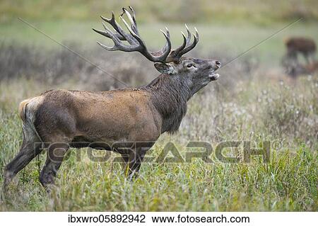 Stock Image - Tube transmitter red deer ( Cervus elaphus) in rut, Klamptenborg, Copenhagen, Denmark, Europe. Fotosearch