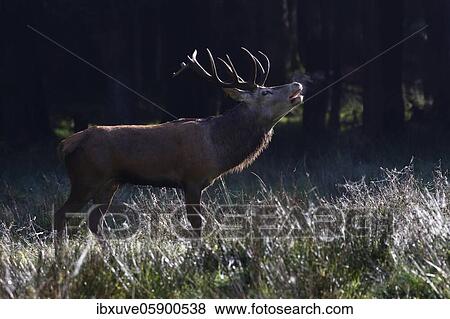 Tube transmitter red deer (Cervus elaphus) during rutting in the morning light, Schleswig-Holstein, Germany, Europe View Large Photo Image Stock Photo - Tube transmitter red deer (Cervus elaphus) during rutting in the morning light, Schleswig-Holstein, Germany, Europe. Fotosearch