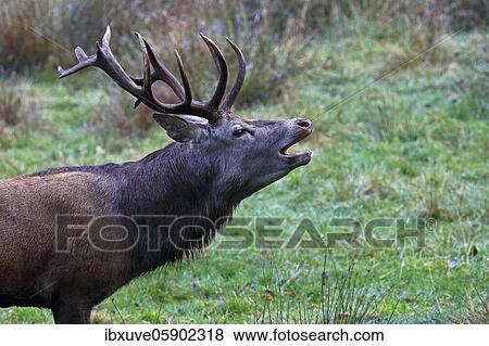 Tube transmitter red deer (Cervus elaphus) during rutting season, Schleswig-Holstein, Germany, Europe View Large Photo Image Stock Photo - Tube transmitter red deer (Cervus elaphus) during rutting season, Schleswig-Holstein, Germany, Europe. Fotosearch