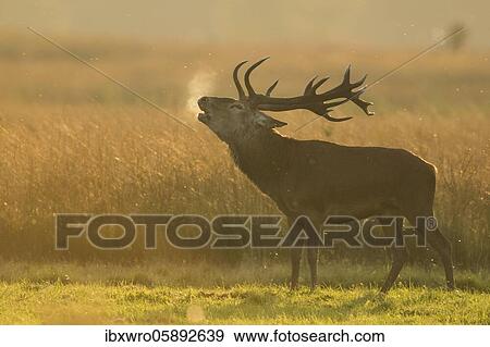 Stock Photo - Tube transmitter red deer ( Cervus elaphus) in the red evening light during the rut, National Park De Hoge Veluwe, Netherlands. Fotosearch