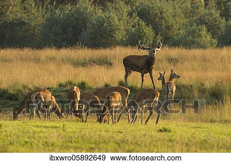 Tube transmitter red deer ( Cervus elaphus) with a pack of bald deer in rut, National Park De Hoge Veluwe, Netherlands View Large Photo Image Stock Photo - Tube transmitter red deer ( Cervus elaphus) with a pack of bald deer in rut, National Park De Hoge Veluwe, Netherlands. Fotosearch