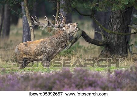 Tube transmitter red deer ( Cervus elaphus) in blooming heath and standing in the wallow during the rut, National Park De Hoge Veluwe, Netherlands View Large Photo Image Stock Photo - Tube transmitter red deer ( Cervus elaphus) in blooming heath and standing in the wallow during the rut, National Park De Hoge Veluwe, Netherlands. Fotosearch