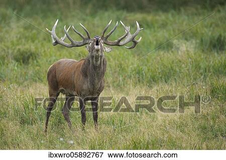 Stock Photo - Tube transmitter red deer ( Cervus elaphus) in rut, Klamptenborg, Copenhagen, Denmark, Europe. Fotosearch