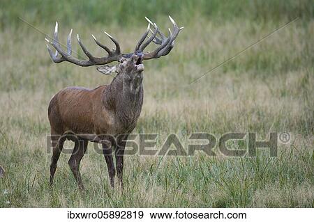 Tube transmitter red deer ( Cervus elaphus) in rut, Klamptenborg, Copenhagen, Denmark, Europe View Large Photo Image Stock Photo - Tube transmitter red deer ( Cervus elaphus) in rut, Klamptenborg, Copenhagen, Denmark, Europe. Fotosearch