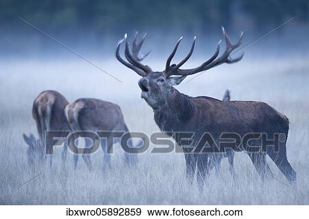Tube transmitter red deer ( Cervus elaphus) in the rut, blue hour, Klamptenborg, Copenhagen, Denmark, Europe View Large Photo Image Stock Photo - Tube transmitter red deer ( Cervus elaphus) in the rut, blue hour, Klamptenborg, Copenhagen, Denmark, Europe. Fotosearch
