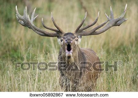 Tube transmitter red deer ( Cervus elaphus) in rut, Klamptenborg, Copenhagen, Denmark, Europe View Large Photo Image Stock Photo - Tube transmitter red deer ( Cervus elaphus) in rut, Klamptenborg, Copenhagen, Denmark, Europe. Fotosearch