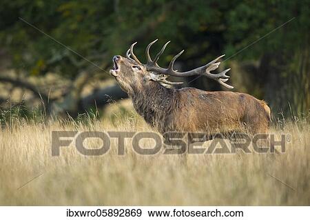 Tube transmitter red deer ( Cervus elaphus) in rut, Klamptenborg, Copenhagen, Denmark, Europe View Large Photo Image Stock Photo - Tube transmitter red deer ( Cervus elaphus) in rut, Klamptenborg, Copenhagen, Denmark, Europe. Fotosearch