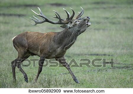 Tube transmitter red deer ( Cervus elaphus) in rut, Klamptenborg, Copenhagen, Denmark, Europe View Large Photo Image Stock Photo - Tube transmitter red deer ( Cervus elaphus) in rut, Klamptenborg, Copenhagen, Denmark, Europe. Fotosearch