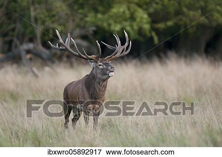 Stock Photo - Tube transmitter red deer ( Cervus elaphus) in rut, Klamptenborg, Copenhagen, Denmark, Europe. Fotosearch