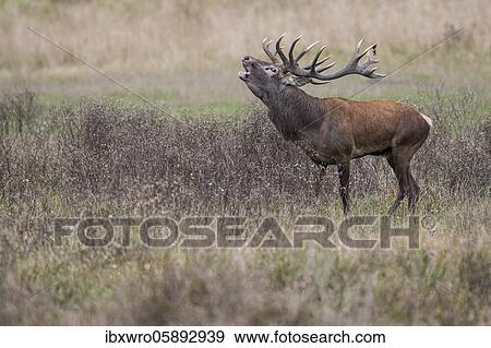 Stock Photo - Tube transmitter red deer ( Cervus elaphus) in rut, Klamptenborg, Copenhagen, Denmark, Europe. Fotosearch