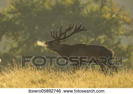 Tube transmitter red deer ( Cervus elaphus) in rut, Klamptenborg, Copenhagen, Denmark, Europe View Large Photo Image Stock Photograph - Tube transmitter red deer ( Cervus elaphus) in rut, Klamptenborg, Copenhagen, Denmark, Europe. Fotosearch