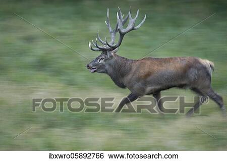 Stock Photograph - Tube transmitter red deer ( Cervus elaphus) in rut, Klamptenborg, Copenhagen, Denmark, Europe. Fotosearch