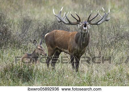Stock Photograph - Tube transmitter red deer ( Cervus elaphus) in rut, Klamptenborg, Copenhagen, Denmark, Europe. Fotosearch