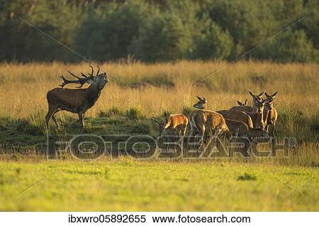 Tube transmitter red deer ( Cervus elaphus) with a pack of bald deer in rut, National Park De Hoge Veluwe, Netherlands View Large Photo Image Stock Photography - Tube transmitter red deer ( Cervus elaphus) with a pack of bald deer in rut, National Park De Hoge Veluwe, Netherlands. Fotosearch