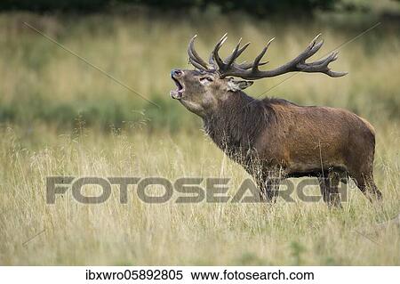 Tube transmitter red deer ( Cervus elaphus) in rut, Klamptenborg, Copenhagen, Denmark, Europe View Large Photo Image Stock Photography - Tube transmitter red deer ( Cervus elaphus) in rut, Klamptenborg, Copenhagen, Denmark, Europe. Fotosearch