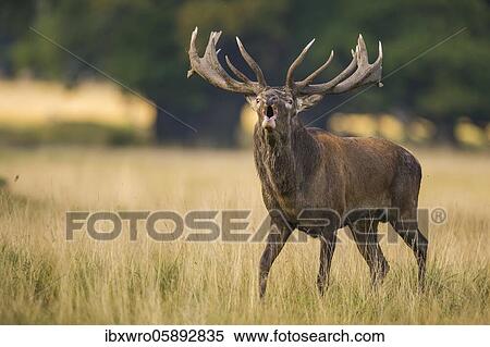Tube transmitter red deer ( Cervus elaphus) in rut, Klamptenborg, Copenhagen, Denmark, Europe View Large Photo Image Stock Photography - Tube transmitter red deer ( Cervus elaphus) in rut, Klamptenborg, Copenhagen, Denmark, Europe. Fotosearch