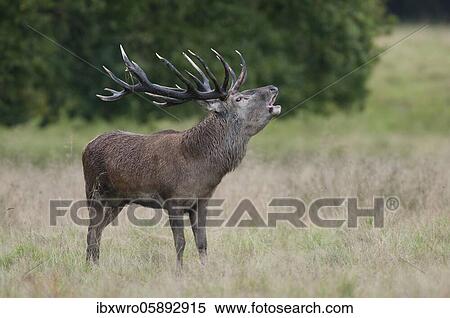 Tube transmitter red deer ( Cervus elaphus) in rut, Klamptenborg, Copenhagen, Denmark, Europe View Large Photo Image Stock Photography - Tube transmitter red deer ( Cervus elaphus) in rut, Klamptenborg, Copenhagen, Denmark, Europe. Fotosearch