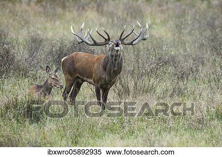 Stock Photography - Tube transmitter red deer ( Cervus elaphus) in rut, Klamptenborg, Copenhagen, Denmark, Europe. Fotosearch