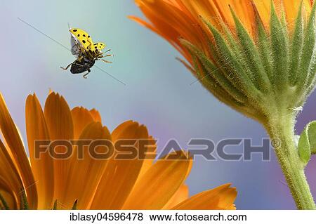 Stock Photo - Twenty-two spot ladybird (Psyllobora vigintiduopunctata), in flight, Germany, Europe. Fotosearch