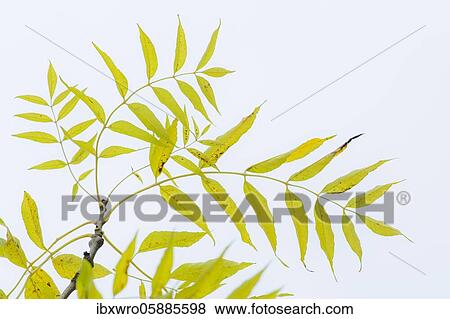 Twig, tree ( Carya illinoinensis) in autumn, leaf colouring, Lower Saxony, Germany, Europe View Large Photo Image Stock Photo - Twig, tree ( Carya illinoinensis) in autumn, leaf colouring, Lower Saxony, Germany, Europe. Fotosearch