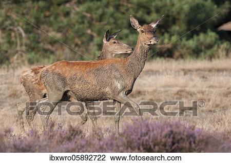 Two alto-animals of the red deer ( Cervus elaphus) after a mud bath in the Suhle, National Park De Hoge Veluwe, Netherlands View Large Photo Image Stock Image - Two alto-animals of the red deer ( Cervus elaphus) after a mud bath in the Suhle, National Park De Hoge Veluwe, Netherlands. Fotosearch