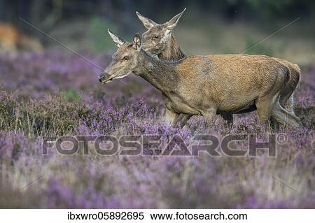 Stock Photography - Two alto-animals of the red deer ( Cervus elaphus) in blooming heath, securing, National Park De Hoge Veluwe, Netherlands. Fotosearch