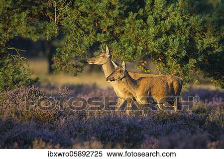 Two alto-animals of the red deer ( Cervus elaphus) in blooming heath, De Hoge Veluwe National Park, Netherlands View Large Photo Image Stock Photography - Two alto-animals of the red deer ( Cervus elaphus) in blooming heath, De Hoge Veluwe National Park, Netherlands. Fotosearch