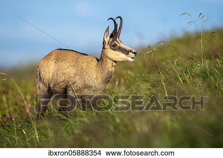 Two Chamoises ( Rupicapra rupicapra) stand in a meadow, Vosges, France, Europe View Large Photo Image Picture - Two Chamoises ( Rupicapra rupicapra) stand in a meadow, Vosges, France, Europe. Fotosearch