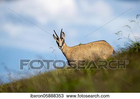 Stock Image - Two Chamoises ( Rupicapra rupicapra) stand in a meadow, Vosges, France, Europe. Fotosearch
