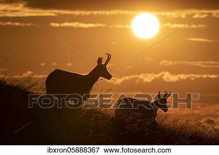 Two Chamoises ( Rupicapra rupicapra) standing at sunset in a meadow, Vosges, France, Europe View Large Photo Image Stock Photo - Two Chamoises ( Rupicapra rupicapra) standing at sunset in a meadow, Vosges, France, Europe. Fotosearch