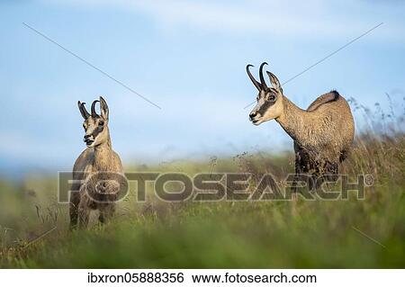 Two Chamoises ( Rupicapra rupicapra) stand in a meadow, Vosges, France, Europe View Large Photo Image Stock Photograph - Two Chamoises ( Rupicapra rupicapra) stand in a meadow, Vosges, France, Europe. Fotosearch