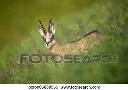 Stock Photography - Two Chamoises ( Rupicapra rupicapra) stand in a meadow, Vosges, France, Europe. Fotosearch
