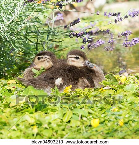 Two chicks of the Mandarin duck (Aix galericulata) rest on the shore in the green, Sachsen-Anhalt, Germany, Europe View Large Photo Image Stock Image - Two chicks of the Mandarin duck (Aix galericulata) rest on the shore in the green, Sachsen-Anhalt, Germany, Europe. Fotosearch