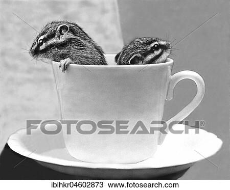 Two chipmunks sitting in a cup, England, Great Britain View Large Photo Image Stock Image - Two chipmunks sitting in a cup, England, Great Britain. Fotosearch