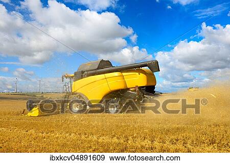 Two combine harvesters in a cornfield harvesting barley, dust and chaff is ejected, Saalekreis, Saxony-Anhalt, Germany, Europe View Large Photo Image Stock Photo - Two combine harvesters in a cornfield harvesting barley, dust and chaff is ejected, Saalekreis, Saxony-Anhalt, Germany, Europe. Fotosearch