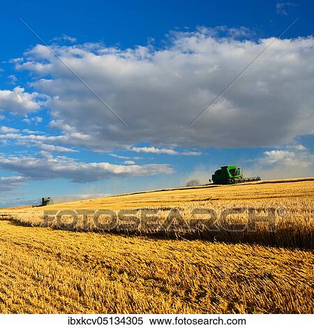 Two combine harvesters in a cornfield harvesting barley, field under blue sky, Saalekreis, Saxony-Anhalt, Germany, Europe View Large Photo Image Stock Photography - Two combine harvesters in a cornfield harvesting barley, field under blue sky, Saalekreis, Saxony-Anhalt, Germany, Europe. Fotosearch