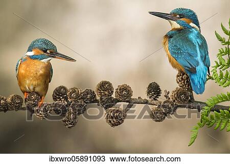 Two Common kingfishers ( Alcedo atthis) on Ansitzwarte, Netherlands View Large Photo Image Stock Image - Two Common kingfishers ( Alcedo atthis) on Ansitzwarte, Netherlands. Fotosearch