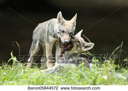 Stock Image - Two European Gray wolf (Canis lupus)playing puppies, France, Europe. Fotosearch