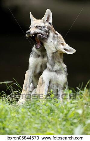 Two European Gray wolf (Canis lupus)playing puppies, France, Europe View Large Photo Image Stock Image - Two European Gray wolf (Canis lupus)playing puppies, France, Europe. Fotosearch