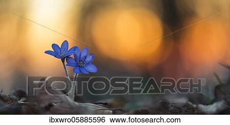 Two flowering liverworts (Anemone hepatica) in front of the setting sun, early bloomers, Teutoburg Forest, Steinhagen, Lower Saxony, Germany, Europe View Large Photo Image Stock Photograph - Two flowering liverworts (Anemone hepatica) in front of the setting sun, early bloomers, Teutoburg Forest, Steinhagen, Lower Saxony, Germany, Europe. Fotosearch