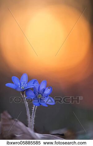 Two flowering liverworts (Anemone hepatica) in front of the setting sun, early bloomers, Teutoburg Forest, Steinhagen, Lower Saxony, Germany, Europe View Large Photo Image Stock Photography - Two flowering liverworts (Anemone hepatica) in front of the setting sun, early bloomers, Teutoburg Forest, Steinhagen, Lower Saxony, Germany, Europe. Fotosearch