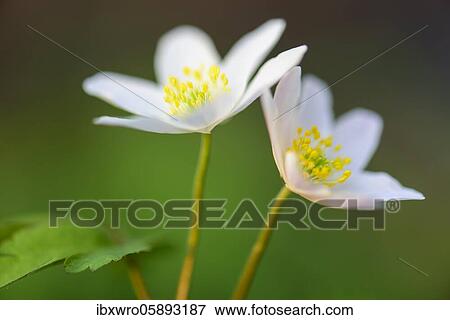 Two flowers of the Wood anemones ( Anemone nemorosa) Vechta, Lower Saxony, Germany, Europe View Large Photo Image Stock Photo - Two flowers of the Wood anemones ( Anemone nemorosa) Vechta, Lower Saxony, Germany, Europe. Fotosearch