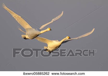 Stock Image - Two flying Whooper swans ( Cygnus cygnus) in the morning light, Goldenstedter Moor, Lower Saxony, Germany, Europe. Fotosearch