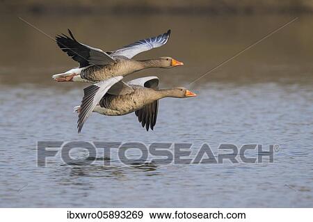 Two Greylag geese ( anser anser) flying over a lake, Hannover, Lower Saxony, Germany, Europe View Large Photo Image Stock Photo - Two Greylag geese ( anser anser) flying over a lake, Hannover, Lower Saxony, Germany, Europe. Fotosearch